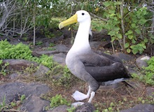 espa;ola island galapagos