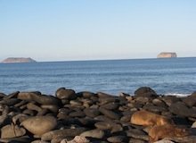 north seymour galapagos islands