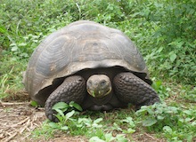 santa cruz island galapagos